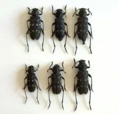 2026年最新】カミキリ 昆虫標本の人気アイテム - メルカリ