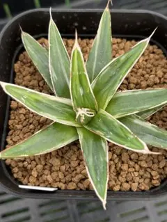 2025年最新】極氷山 アガベの人気アイテム - メルカリ