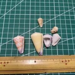 最終値下げ！イモガイ　貝殻セット 6個入り