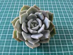 まりりん様 リクエスト 3点 まとめ商品