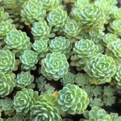 多肉植物♡子株付き♪ローズセダム（子付き太茎５カット）のサムネイル