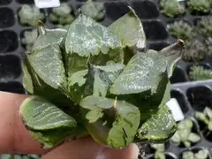 A33多肉植物ハオルチア 白赤線錦 糊斑鮮明錦 極上斑 超美品 12株セット