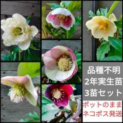 2026年最新】原種系 クリスマスローズの人気アイテム - メルカリ