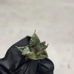 2025年最新】清櫻 子株の人気アイテム - メルカリ