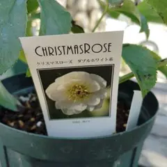 かのん⭐︎ポット発送メルカリ便❤️スペシャル価格❤️840クリスマスローズ 2025年最新】加藤農園クリスマスローズの人気アイテム - メルカリ