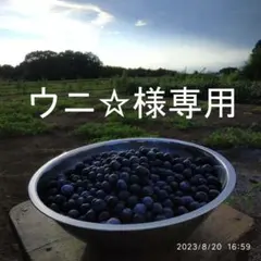 ブルーベリー　中粒　700ｇ　ウニ☆様専用