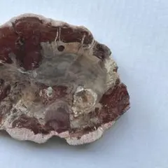 珪化木 ペトリファイドウッド プレート