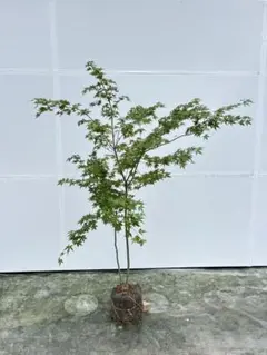 モミジ/デショウジョウ【現品発送】管理80340 - メルカリ