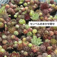 ひろたん様 リクエスト 2点 まとめ商品