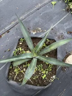 2025年最新】アガベ フェロックス ローガンカルホーンの人気