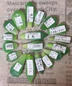 2025年最新】イザナミ 優木園の人気アイテム - メルカリ