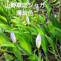 sakura様 リクエスト 2点 まとめ商品