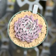 2026年最新】紫紺の矢 ミックスベリアの人気アイテム - メルカリ