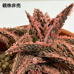 2025年最新】アガベ ハイブリッドの人気アイテム - メルカリ