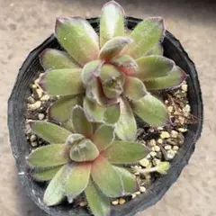 52#多肉植物アエオニウム錦❤️グリ一ンファイア一錦❤️碧火❤1頭8cm