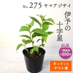 ポットごとヤマト便303】ヤマアジサイ 幼苗 久住のこでまり 山紫陽花