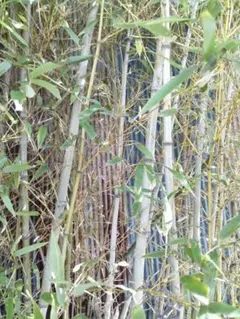 たみかぜ様専用ー淡竹の苗 日曜日と月曜日に発送