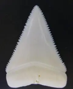 Item thumbnail for item a096de5d-980e-4cae-ab6d-5e9d08ccdab6