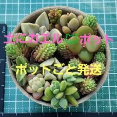 ポットごと発送　寄せ植え　多肉植物