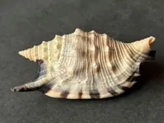 貝殻標本　クリフマイノソデ　7.1cm