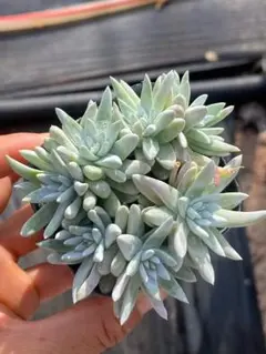 黒士冠 自根 自家繁殖苗 サボテン 多肉植物 - メルカリ