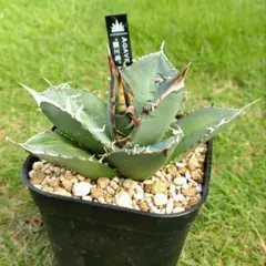 【現品・鉢まま出荷】アガベ チタノタ T-Rex 覇王竜　大株 現品・鉢まま出荷】アガベ チタノタ T-Rex 覇王竜 大株 現品・鉢まま出荷】