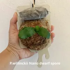 ビカクシダ4種セット OMG、ウィリンキーナノ4株、デラロッチャ、ホワイトギズモ Yahoo!オークション - P. willinckii 'Nano' × willinckii 'OMG