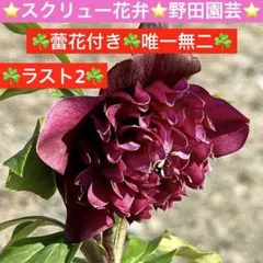 2026年最新】クリスマスローズ 野田の人気アイテム - メルカリ