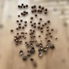 訳あり　どんぐりセット