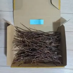 クロモジ枝②