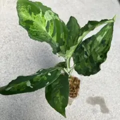 アグラオネマ ピクタム ②のサムネイル