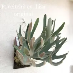 2026年最新】veitchii lisaの人気アイテム - メルカリ