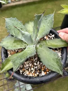 2026年最新】アガベ シーマニアナの人気アイテム - メルカリ