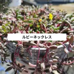 多肉植物　ルビーネックレス　カット苗