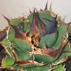 2025年最新】緑犀牛の人気アイテム - メルカリ