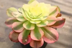 53#多肉植物アエオニウム錦❤️ 海仙❤️1大頭 2子芽11cm拨き苗 - メルカリ