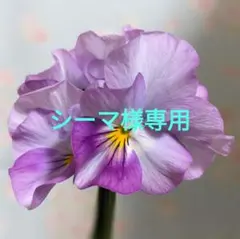 シーマ様専用モールドール