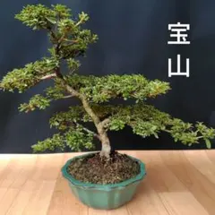 2025年最新】サツキ盆栽の人気アイテム - メルカリ