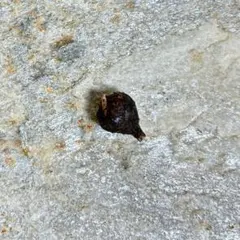 2025年最新】スカルプラム アロカシアの人気アイテム - メルカリ