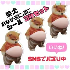 新品未開封品 柴犬　お腹　おなか　ぷにぷに シール スティッカー　3個セット
