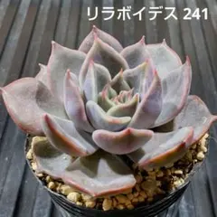 リラボイデス 241 エケベリア 多肉植物 抜き苗