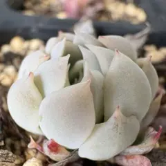 超超激レア！！おらいさん♡ミックスベリア♡三日月！！抜き苗　多肉植物　エケベリア