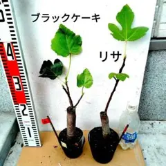 やや背の高いイチジクの苗 ブラックケーキ（ヌアールドカロン） - メルカリ