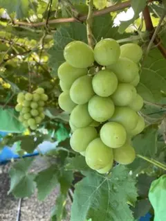 ㉗【訳あり予約】長野県産セブン約2kg【メルカリ便】シャイン