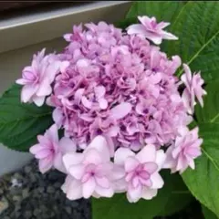 紫陽花 ピンク系手まり咲き 特大株 来年用 - メルカリ
