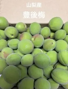 激安！難あり！和歌山産南高梅！これが最後かも^_^ - メルカリ