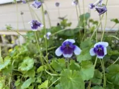 mini mazda様 リクエスト 2点 まとめ商品