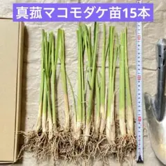 2026年最新】乾燥マコモ葉の人気アイテム - メルカリ