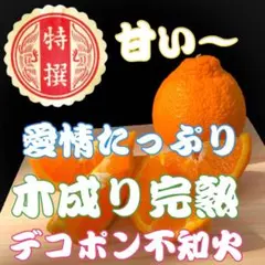 1級品1つ限定❤️和歌山県 有田産❤️デコポン不知火❤️2kg❤️早い者勝ち！のサムネイル