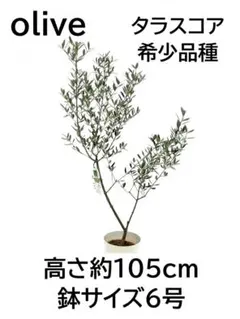 2026年最新】オリーブ苗木 カラマタの人気アイテム - メルカリ